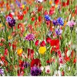 1Kg Pure Wild Flower Meadow Certifi