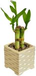 Coop & Harp 3-Stalk 4" Lucky Bamboo Live Indoor Plant with Ceramic Cube Textured Vase, Live Indoor Lucky Bamboo for Home, Office and Gift (Cube Beige)