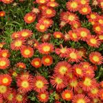 Delosperma plants, ready to plant now!! 'Suntropics Red' Medium Plug Plant x4. Trailing succulent That makes excellent ground cover.