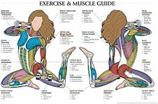 Exercise and Muscle Guide (Female) 2005