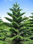 OhhSome Outdoor Live Plant: Air Purifying Christmas Tree Araucaria Heterophylla - Enhance Your Garden With Fresh(1 Plant)