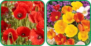 Aero Seeds Poppy California Mix Color And Poppy Red Flower Seeds Pack (50 Seeds In Each Packet)