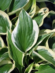 Perennial