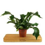 Staghorn Fern - Platycerium Bifurcatum in a 12cm Pot