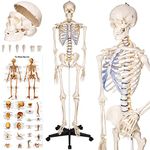 tectake® Life-Size Anatomical Skeleton, Detailed Human Skeleton Model with Removable Arms & Legs, Movable Joints, Skull with Removable Teeth, Incl. Large Anatomy Poster & Stand with Wheels - 181 cm