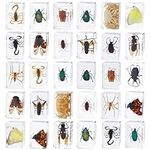 30 Pcs Insect in Resin Bug Preserve
