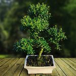 Ilex Flowering Indoor/Outdoor Bonsai tree 30-35 cm in ceramic Pot 