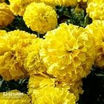 Marigold Seeds for Planting Outdoor
