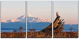 wall26 - 3 Piece Canvas Wall Art - January 2012, About 28 Snowy Owls Near The Foot of 72nd Street on Boundary Bay - Modern Home Art Stretched and Framed Ready to Hang - 24"x36"x3 Panels