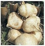 Jicama Root Seeds - 20 Large Seeds 