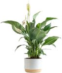 Costa Farms Peace Lily, Live Indoor