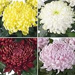 CHUXAY GARDEN Mix Chrysanthemum Flo