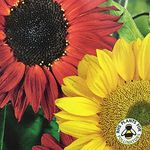 30 Red Sunflower Seeds Plus 30 Giant Yellow Seeds Flower Seeds by Pretty Wild Seeds Fresh UK Seeds 1 Packet of Each