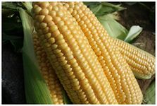 PREMIER SEEDS DIRECT - Sweet Corn SWEETCORN Goldcrest F1 55 Treated Seeds