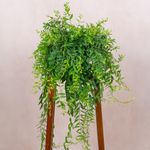 Aeschynanthus Japhrolepis Lipstick Plant - Low Maintenance Trailing Indoor House Plant - Perfect for Hanging Basket, Balcony and Kitchen (15cm Pot, 40-50cm)