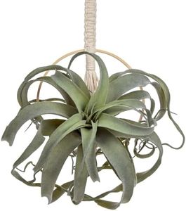 Artificial Air Plants 11 Inch Faux Flocking Tillandsia Real Touch Lifelike Fake Succulents Plants for Home Garden Office Indoor Outdoor Decor