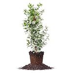 Perfect Plants Confederate Jasmine Live Plant, 3 Gallon Pot, Light Green