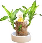 2024 Mini Brazilian Lucky Wood, Hydroponic Potted Stump Mini Plant, Indoor Office Desk Plant, Purifying Indoor Air Four Seasons Potted Plant (Brazilian Wood+Monk)