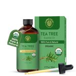 Carno Calm USDA Organic Tea Tree Essential Oil 50ml | 100% Pure Natural Tea Tree Oil | Perfect for, Hair, Scalp & DIY | Essential Oil for Diffuser & Aromatherapy - 1.7 fl oz