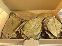 Pack of 100 (300 g) 20-25 cm Indian Almond Leaves Catappa Leaves