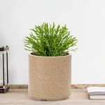 GTB Cylinder German Polymer Pots for Plants Highly Durable Polymers Lightweight Indoor Outdoor Plant Pots, Flower Pot Gamla Tree Planter Container Planters(Plant not Included) (Sandstone, 12 inch)