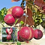 TAPOBON Ruby Red Plus Dragon Eye Longan Grafted Fruit Live Plant (1-2 Feet Height)