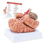 Human Brain Anatomical Model, Colored Brain,Anatomically Accurate Brain Model for Science Class Teaching Medical Model (8 Parts)