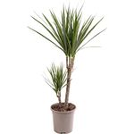 Dragon Tree Large Indoor House Plant Real Evergreen Tall Exotic Big Rare Plants (70-80cm (Incl. Pot))