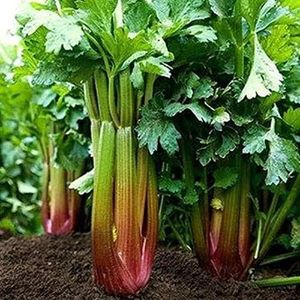 David's Garden Seeds Celery Red Venture 25 Non-GMO, Heirloom Seeds