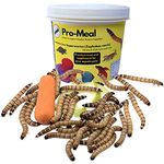 Pro-Meal Live Larvae Big Size Superworms - Hight Protien Treat Food for Aquarium Fishes Of All Life Stages Like Arowana, Flowerhorn and Birds, Reptiles, Monkeys and Other Pets (Pack of 50 Larvae)