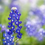 Texas Bluebonnet Wildflower Seeds (