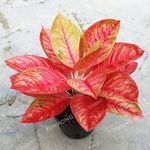 50 Pcs/Bag Aglaonema 'Pink Dud' Beautiful Mosaic Plants Perennial Evergreen Trees Flower Seed Houseplant Home Garden Potted - (Color: 4)