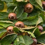 Thompson & Morgan Hardy Crab Medlar Fruit Tree ‘Nottingham’ 1 x Bare Root Plant, Self-Fertile, High Yielding Ideal for Kitchen Gardens, Allotments, Patio and Containers