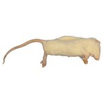 Frozen Rat - Large Weaners 50-90g - Pack of 10