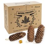 30Pcs Natural Pine Cones Christmas Pinecones 6-8CM Long Pine Cone Decorations Christmas Pine Cone Ornament Xmas Tree Wreath Dried Garland Party Wall Door Hanging Winter Decoration Gift DIY Crafts