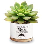 Lasimfa I Have Asked You Thrice Now for Water Ceramic Succulent Planter Cactus Pots, Funny Planter Pots Gifts for Plant Lovers Birthday Christmas, 3.6 Inch (Plant Not Included)