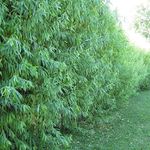 50 Hybrid Willow Tree Cuttings to G