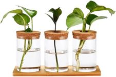 Window Garden Desktop Plant Terrarium Vase with Lid, Set of 3 - Glass Vase Hydroponic Propagation Planter Jars - Plants Terrarium Container for Desktop Garden - Hydroponics Vases for Indoor Plants
