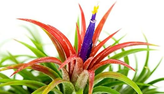 Live Tillandsia Ionantha Fuego 2" - 3" Air Plant Fast Growing, Easy Care, Low Maintenance, Indoor or Outdoor by Awesome Industries (1 Pack Fuego XL)