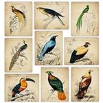 Vintage Tropical Birds Wall Decor -