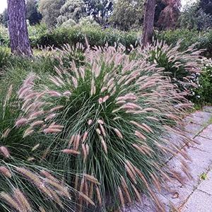 Outsidepride 100 Seeds Perennial Pennisetum Viridescens Fountain Ornamental Grass Seed for Planting