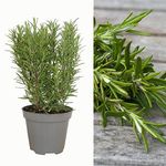 Large Rosemary herb Plant in a one and a Half Litre Pot, Upright Evergreen Plant