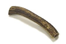 Ace Antlers Deer Antlers for Dogs (XL 150-200g Piece) - Natural Dog Antler Chews for Chewing Satisfaction - 8 Sizes inc Small, Medium and Large Antlers for Puppies and Adult Dogs