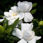 Carbeth Plants 2 x Gardenia White 'Crown Jewels'. Cape Jasmine Evergreen Hardy Shrub Double Blooms, Low Maintenance and Easy to Grow Your Own Garden Flowers. (2x9cm Potted Plant)