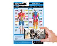 Workout Posters for Home Gym | Muscle Group Gym Poster | Exercise Posters | Laminated Gym or Home Workout Chart | Free Video Training Support | Large Size 24" X 16.5" | Dumbbell Workout Poster