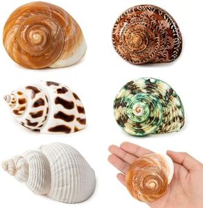 5PCS Medium and Large Hermit Crab Shells | Natural Sea Conch Size 2.2" - 3.4", Opening Size 1.5" - 2" | Turbo Seashells for Hermit Crab Supplies and Beach Decoration Medium Large Sea Shell