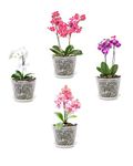 Orchid Pots for Repotting, Clear Orchid Pot with Holes and Saucers, Breathable Slotted Orchid Planters, Plastic Flower Plant Pots Indoor and Outdoor Pack of 4 (Clear, 5 Inch)