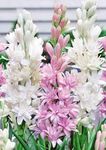 Gebdinsh Garden® Imported Rajnigandha Tuberose Flower Plants Bulbs For Outdoor Gardening (Pack Of 5 Bulbs)