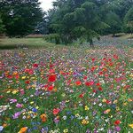 100% Pure Wild Flower Seeds Meadow Premium Seeds 1 kg Pretty Wild Seeds Mix 149 1kg no Sand no fillers just Seed