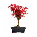 Japanese Maple Bonsai Tree – Acer Palmatum Deshojo – Outdoor Bonsai – 8-10 Years Old – Bright Red Spring Leaves – 20cm Pot – Gift for Garden & Bonsai Lovers